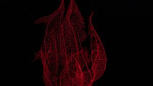 Stephane AUPETIT - STEPHANE AUPETIT PHOTOGRAPHIE